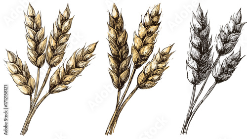 Detailed Engraving of Wheat Bread Ears Cereal Crop Sketch for Food Industry Graphic Design
