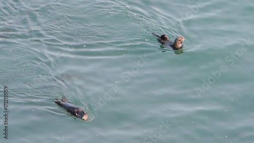 Cape Kiritappu, Hokkaido Wild sea otter parent and child raising their young