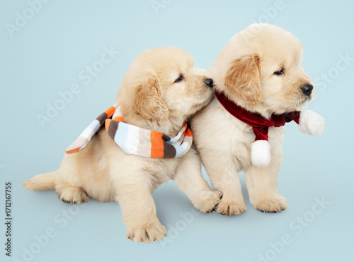 Two adorable purebred golden retriever puppies sitting together in a basket