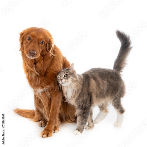 Two purebred dachshund puppies and a white chihuahua sitting together in a studio