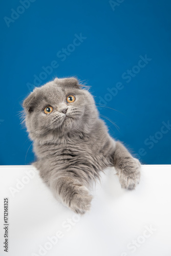Cute, fluffy grey domestic kitten with blue eyes, posing for a portrait against a white background