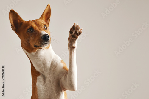 A purebred Jack Russell Terrier puppy with white and brown fur is an adorable small domestic pet