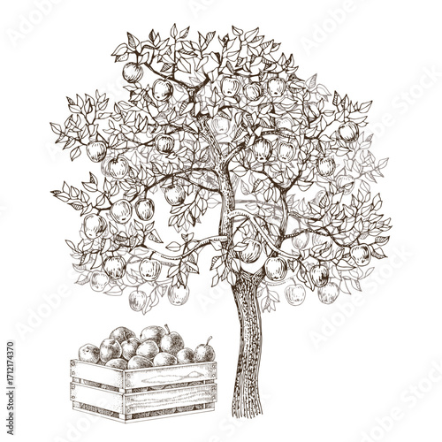 Apple tree hand drawn vector illustration
