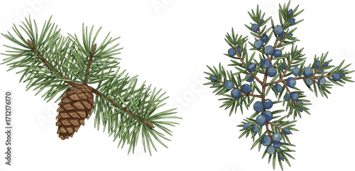 Pine branch with cone illustration, juniper branch with berries vector, forest plants design, evergreen tree art, botanical nature drawing for decoration