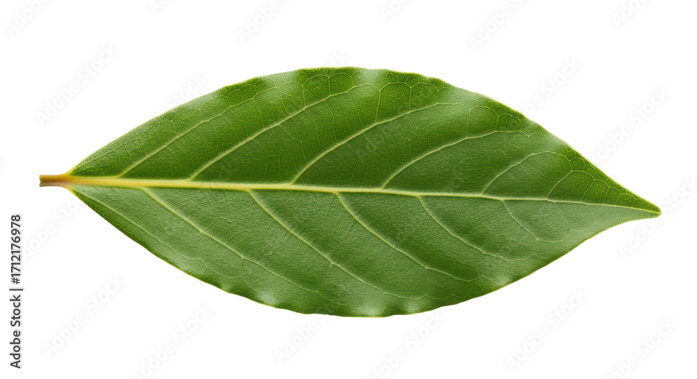 Obraz premium Isolated broadleaf foliage, an evergreen leaf with delicate vein patterns in shades of green