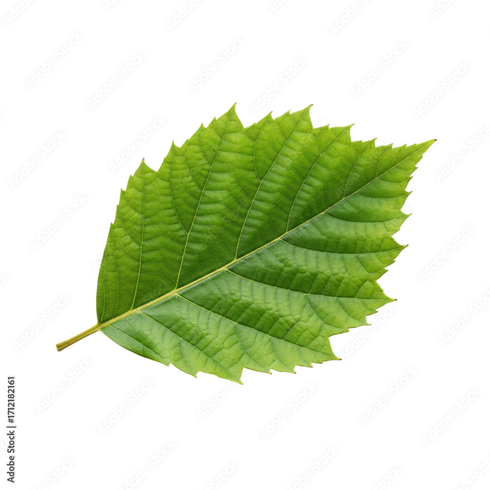 Fototapeta premium Green leaf, foliage, plant, nature, ecology element, botanical illustration
