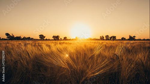 The autumn harvest at sunset