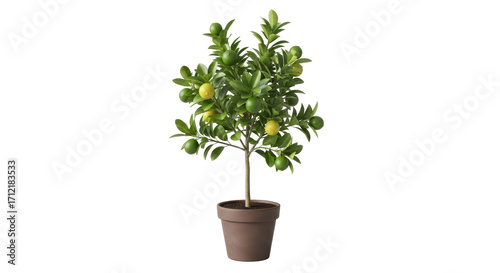 Isolated small lemon tree in pot, beautiful green leaves, organic fruit growing indoors