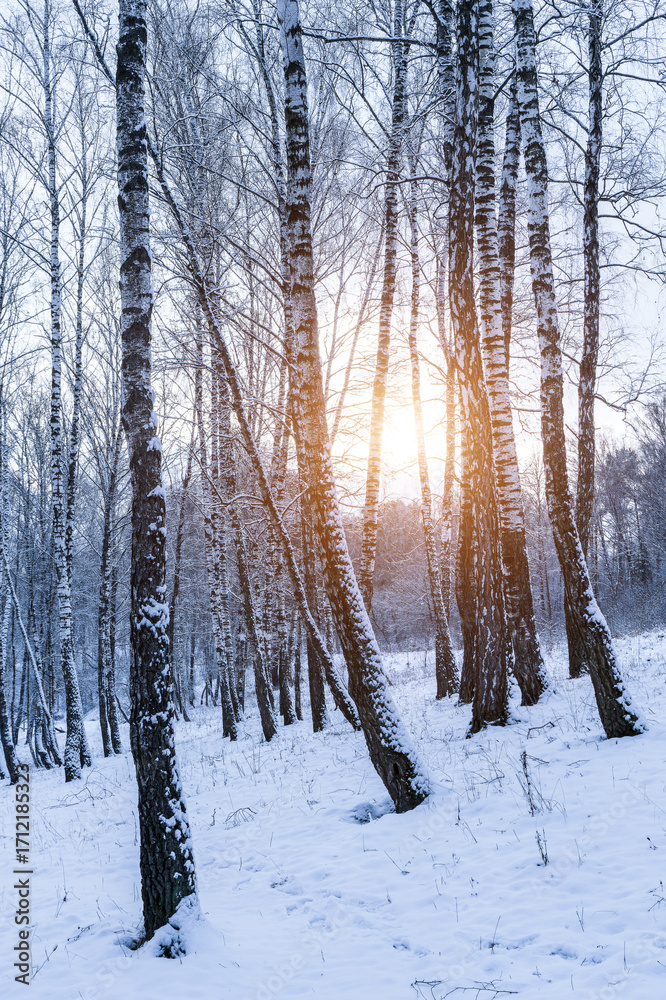 Fototapeta premium Sunbeams shining through snow-covered birch branches in a birch forest after a snowfall on a winter.