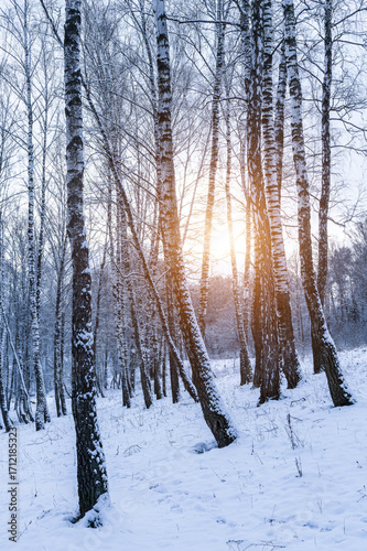 Wallpaper Mural Sunbeams shining through snow-covered birch branches in a birch forest after a snowfall on a winter. Torontodigital.ca