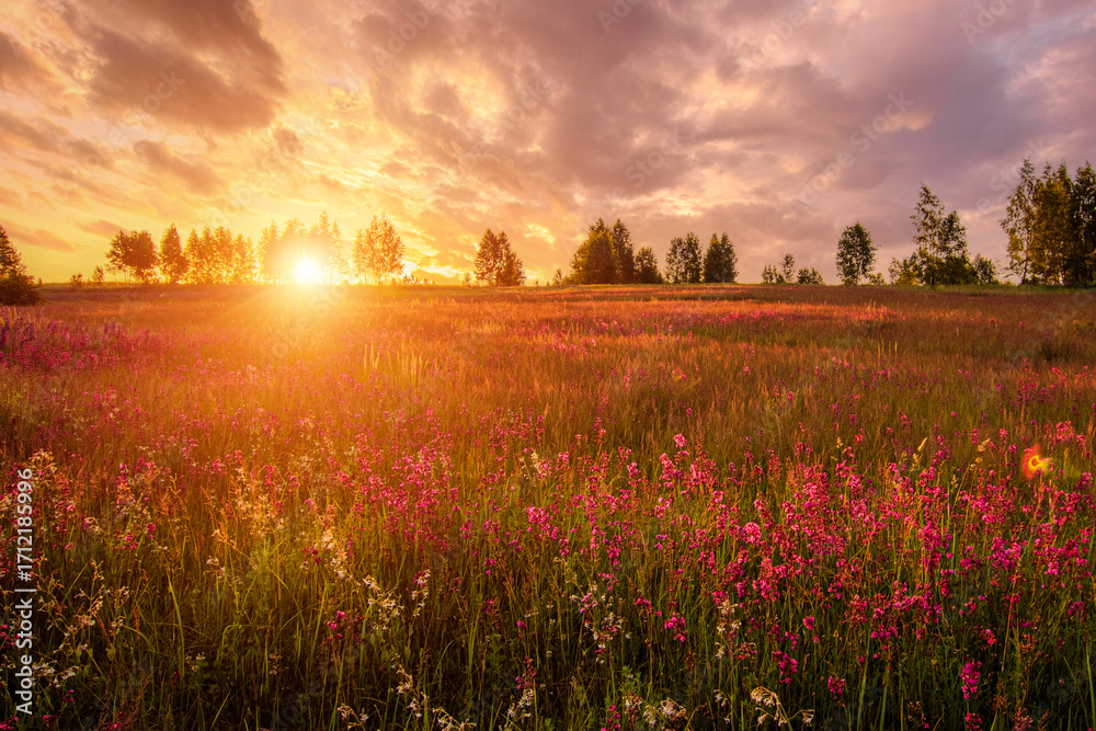 Obraz premium Golden sunset panorama over a lush green meadow filled with vibrant pink flower blooms and a distant tree line for a serene nature background.