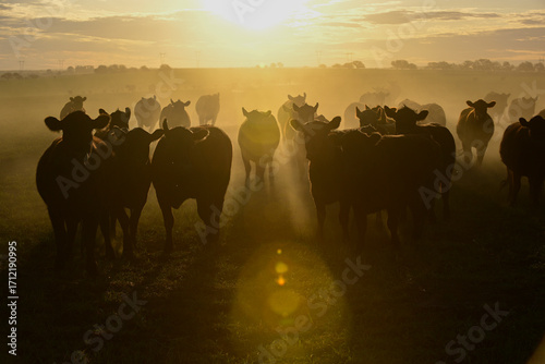 Cattle in the Pampas Countryside, Argentine meat production, La Pampa, Argentina.