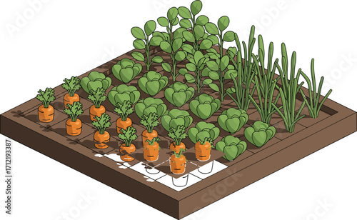 Vegetable garden illustration, organic farming design, carrots lettuce onions, raised garden bed, agriculture planting concept, healthy food cultivation vector artwork