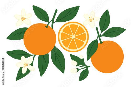 Vector set of orange fruit, slice, leaves, and blossoms. Flat botanical illustration of fresh citrus. Healthy organic food for summer design. Natural vitamin C concept.