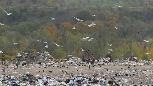 Gulls fly over a city landfill. Environmental pollution and an ecological disaster. A flock of gulls circling over piles of garbage. A nature and trash problem.