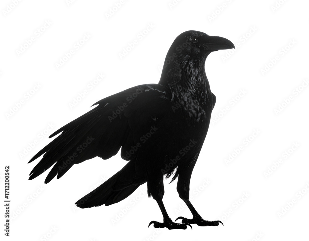 Fototapeta premium Standing Raven Silhouette PNG