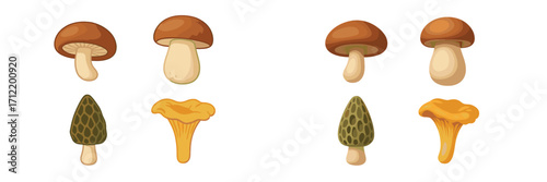 Assortment of popular edible fungi such as shiitake, porcini, morel, and chanterelle mushrooms