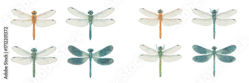 Assortment of colorful dragonflies in a detailed vintage scientific style isolated on a clean white background