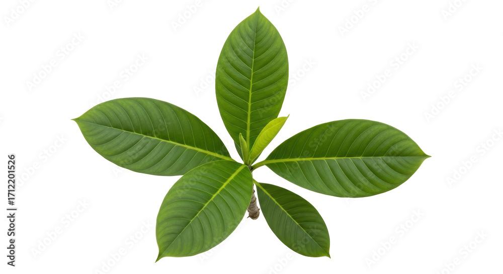 Obraz premium Isolated green leaf cluster of plumeria plant on a solid studio backdrop, beauty in nature