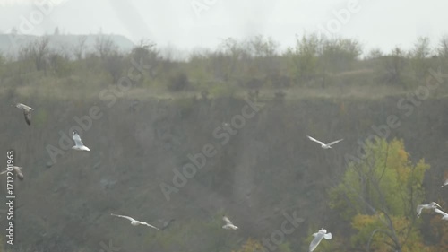 Gulls fly over a dirty landfill. The environmental pollution of the city. A swarm of birds flying over a hill of garbage. Nature and waste problem.