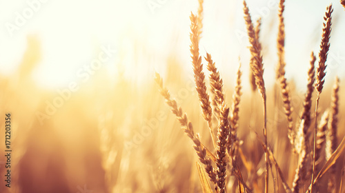 Fotografia The autumn harvest at sunset