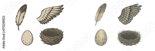 Assortment of bird feathers, wings, eggs, and nests in vintage style for nature and spring themed designs