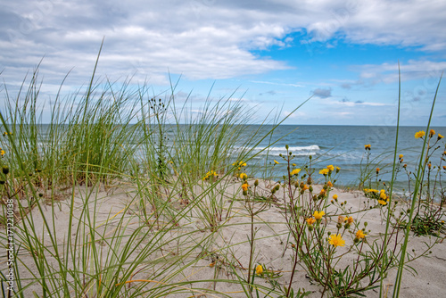 Yellow flower on a sand dune on the Baltic Sea coast.