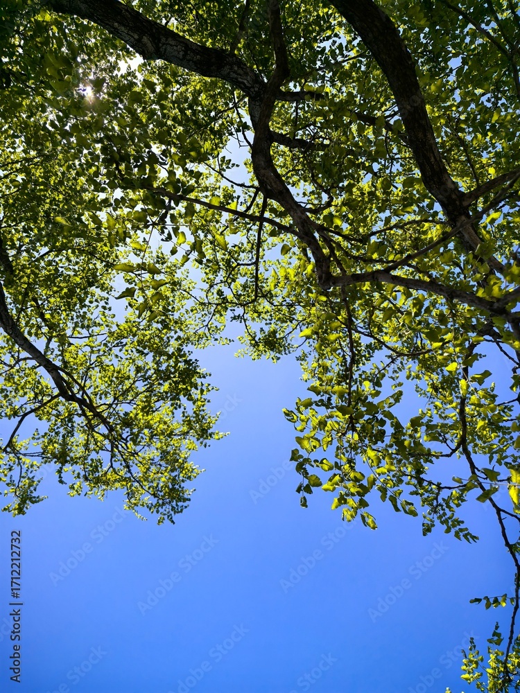 Obraz premium Gazing skyward through the intricate network of tree branches, the vibrant green leaves dance gracefully in the gentle summer breeze, illuminated by the radiant glow of natural daylight, creating a ca