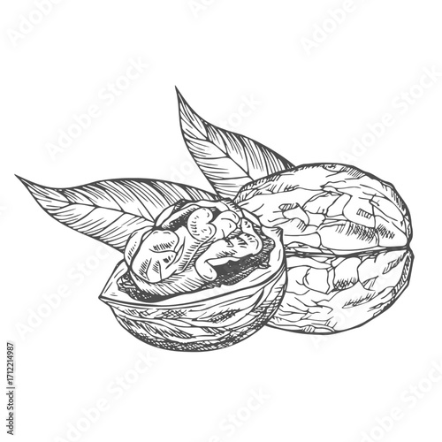 Hand drawn Walnuts ink Sketch Illustration isolated on white background