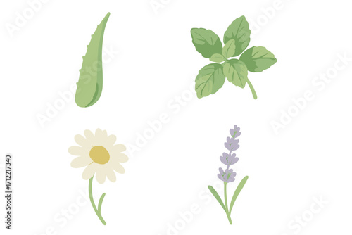 Botanical collection of natural herbal plants including aloe vera, fresh mint, chamomile flower, and lavender sprig