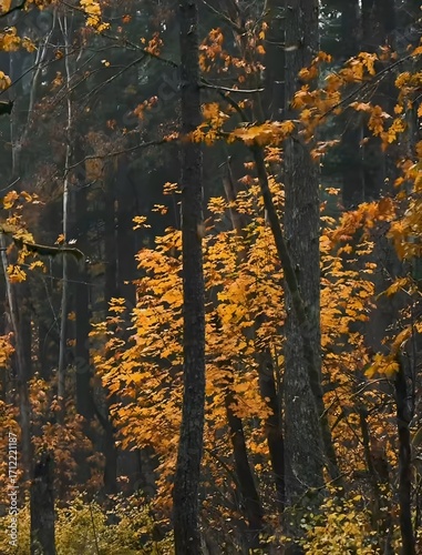 Autumn forest in the morning