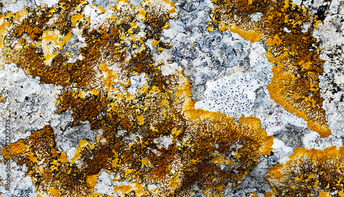 A macro shot of vibrant yellow and orange lichen colonies growing on a rough, gray rock surface. The image highlights the intricate patterns and textures found in nature.