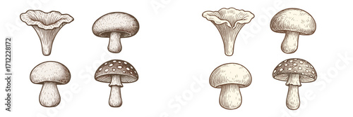 Detailed hand drawn collection of various wild mushrooms in vintage engraving style, botanical illustration set featuring different fungi species