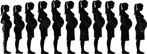 "Pregnancy stages silhouette vector illustration showing woman body changes from early months to full term maternity, medical and educational design"