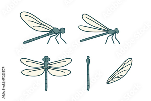 Stylized dragonfly and damselfly insects with various body angles and a detailed single wing on white background