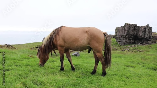 Icelandic horse walking and grazing on a green meadow.