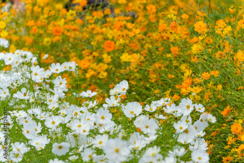 白とオレンジのコスモスが咲き誇る秋の花畑