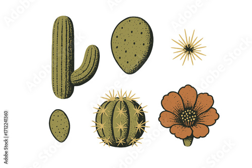 Diverse botanical collection of desert plants featuring various cactus species and a vibrant blooming flower