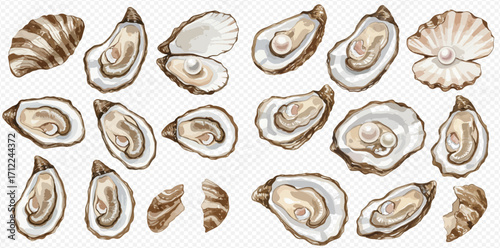 A collection of hand-drawn watercolor oysters and seashells, open on the half shell and with pearls.