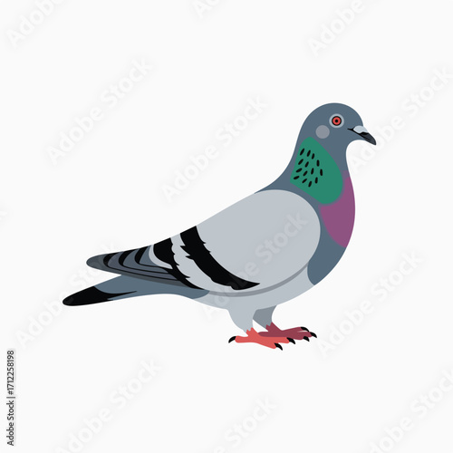 Pigeon standing, a common city bird species