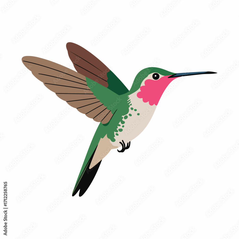Fototapeta premium Hummingbird flying in cartoon style illustration