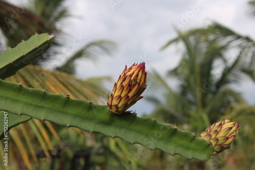 Dragon Fruit Flower on the Plant