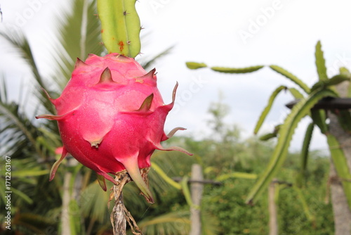 Single Dragon Fruit with Copy Space