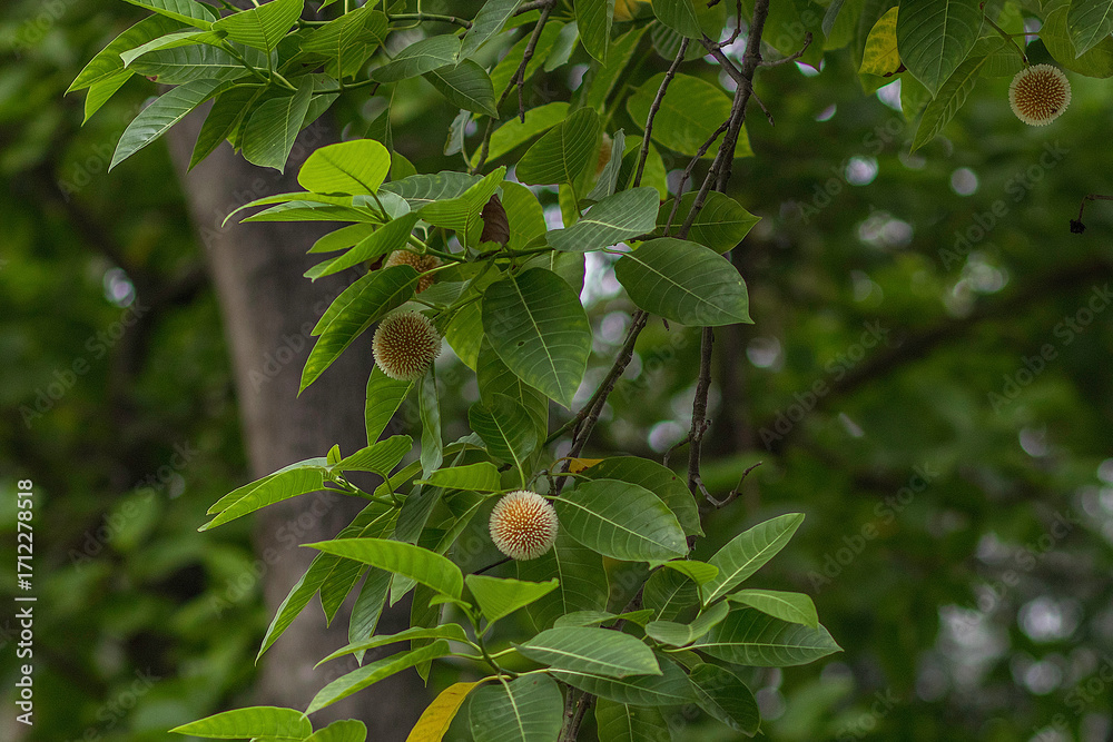 Obraz premium Ripening plums hanging on a tree branch surrounded by lush green leaves
