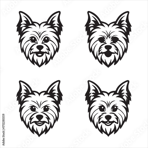 A Feisty and Elegant Yorkshire Terrier, a Small and Courageous Toybreed with a Long and Silkycoat of Steelblue, a Hypoallergenic Lapdog with a Terrierlike Personality