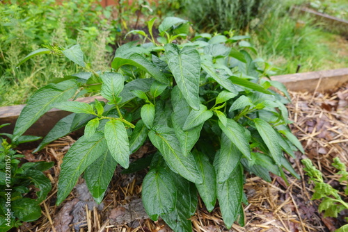 Pepino dulce plant growing in permaculture garden with mulch