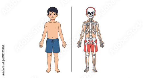 Understanding the human skeletal and muscular system.