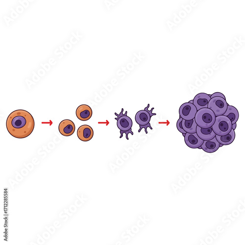 Cellular Development - A Visual Representation of Cell Growth and Division.