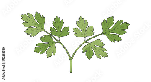 Parsley leaves a symbol of fresh herbs and healthy eating.
