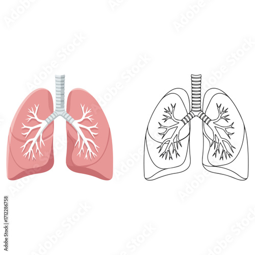 Human lungs anatomy illustration with color and outline.